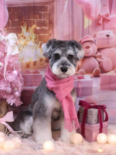 20241224ビッケくん